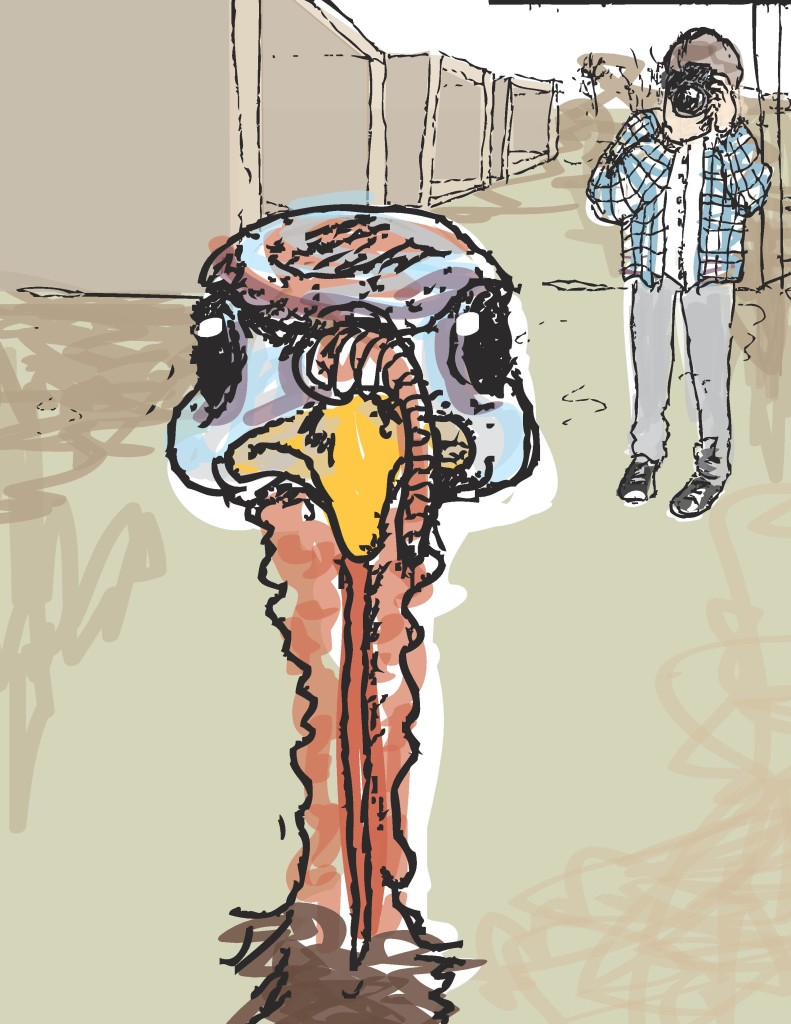 turkeyillustration-page-001